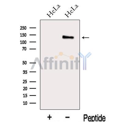 Валидация Affinity DF13137 - 8073