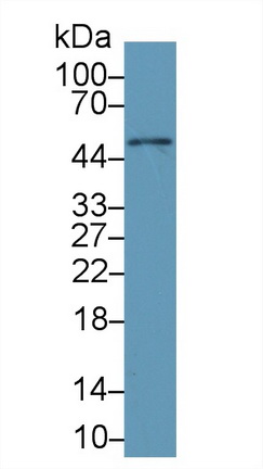 4883
