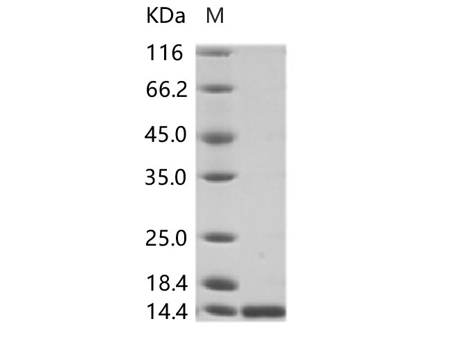 Валидация Elabscience PKSV030270(6036)