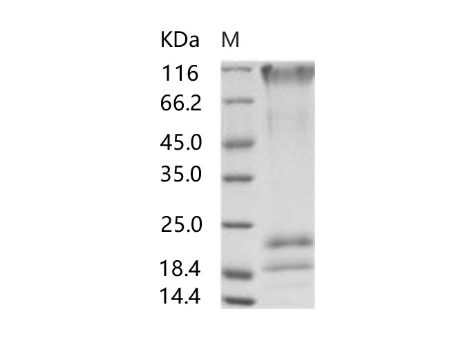 Валидация Elabscience PKSV030143(5920)
