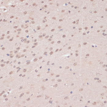 Валидация Elabscience E-AB-61089