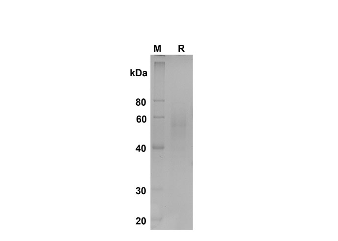 Валидация Elabscience PDMM100156(1116)