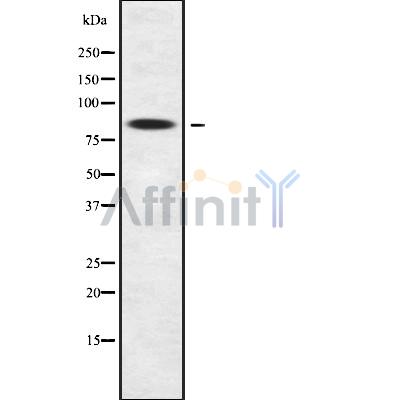 Валидация Affinity DF10019 - 5462