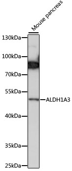 Валидация Elabscience E-AB-91076