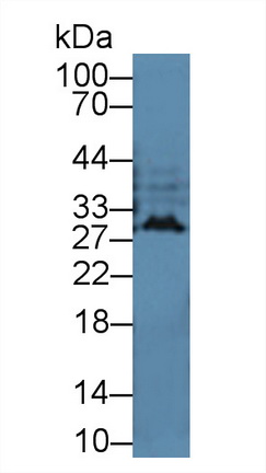 9079