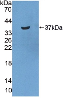 41676