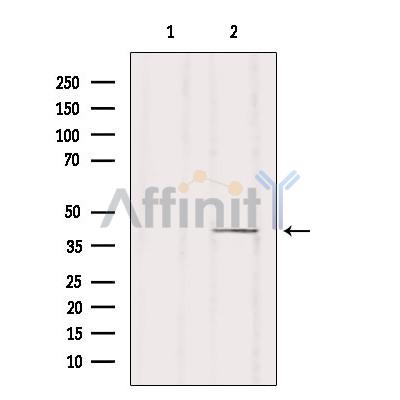 Валидация Affinity DF9732 - 22534