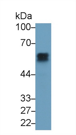 24856