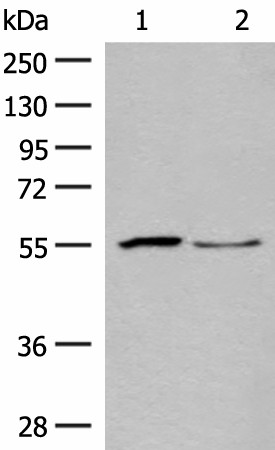 Валидация Elabscience E-AB-19914
