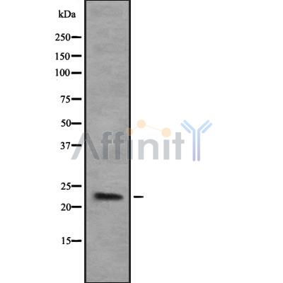 Валидация Affinity DF8239 - 20073