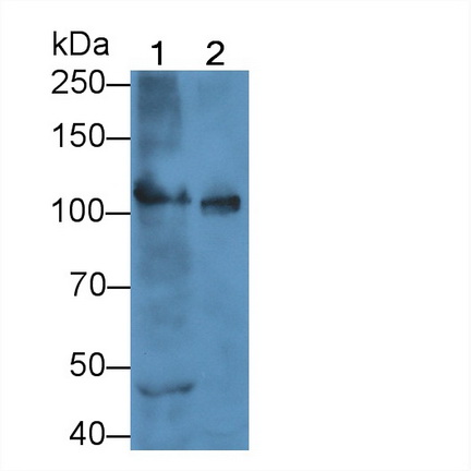 12073