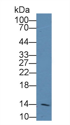 12862