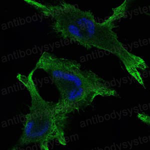 Валидация IF - AntibodySystem RHD07802