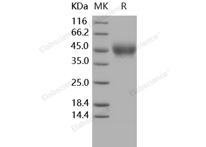 Валидация Elabscience PKSH031630(2290)