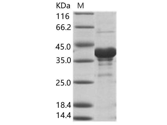 Валидация Elabscience PKSV030148(5925)