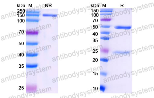 Валидация SDS-PAGE - AntibodySystem FMB96830