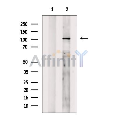 Валидация Affinity DF7409 - 19149