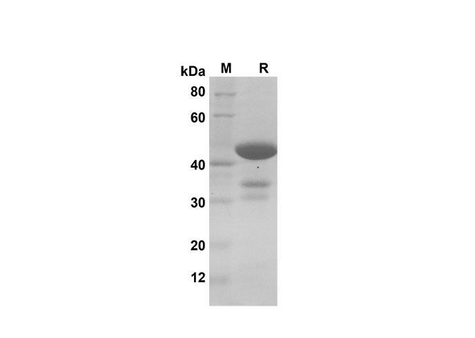 Валидация Elabscience PDEH100591(103)