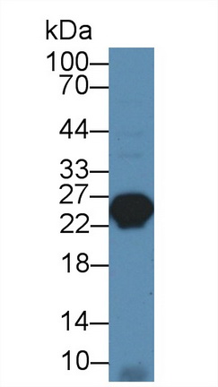 12810