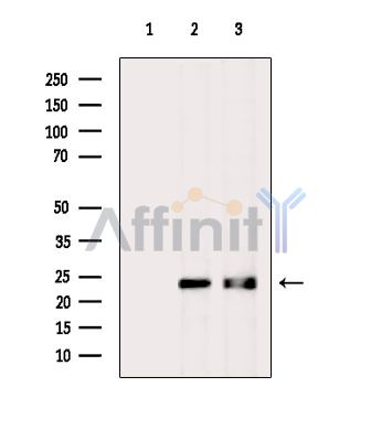 Валидация Affinity DF13916 - 9653