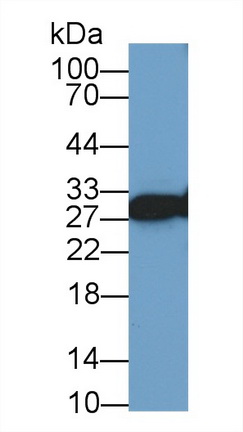 10228