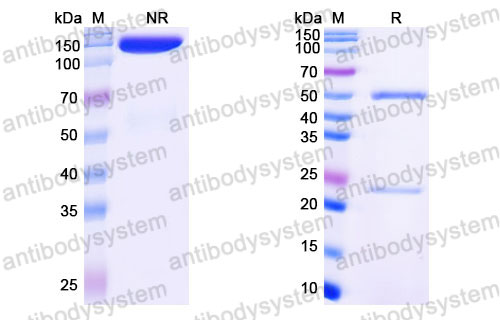 Валидация SDS-PAGE - AntibodySystem FRB96720