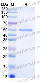 EHH04801, SDS-PAGE