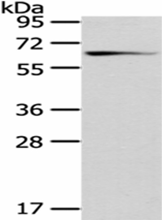 Валидация Elabscience E-AB-17390