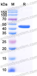 EHB33401, SDS-PAGE