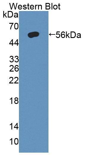 38910