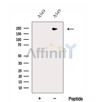 Валидация Affinity DF12957 - 7723