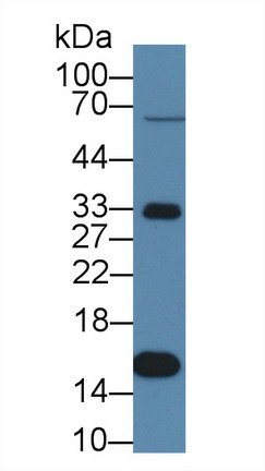 8504