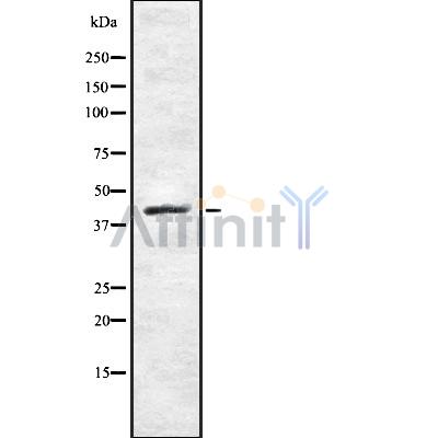 Валидация Affinity DF8295 - 20146