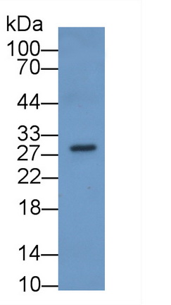64327
