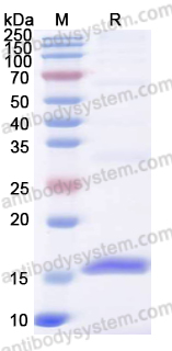 Валидация AntibodySystem YVV40805