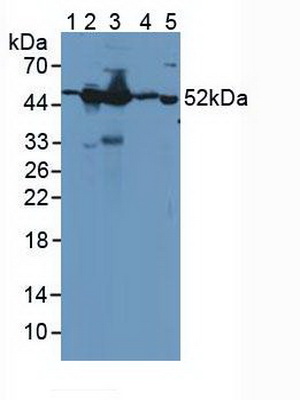4203