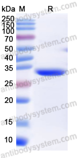 Валидация AntibodySystem YVV03801