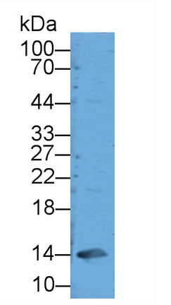 11967