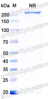 Валидация SDS-PAGE - AntibodySystem DHH02221