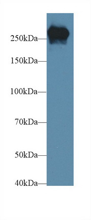 13625