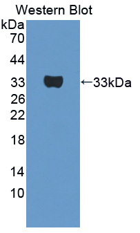 50163