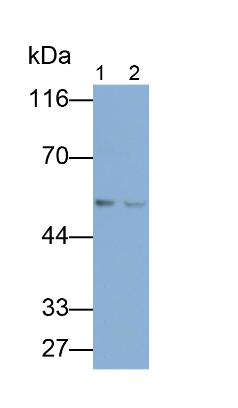 31838