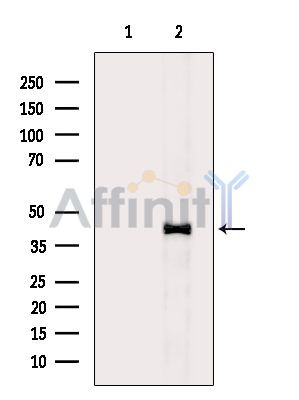 Валидация Affinity DF15605 - 12032