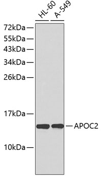 Валидация Elabscience E-AB-67203