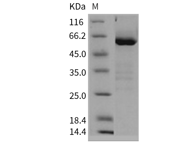 Валидация Elabscience PKSR030221(5579)