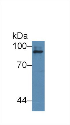 12511
