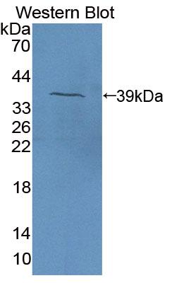 38643