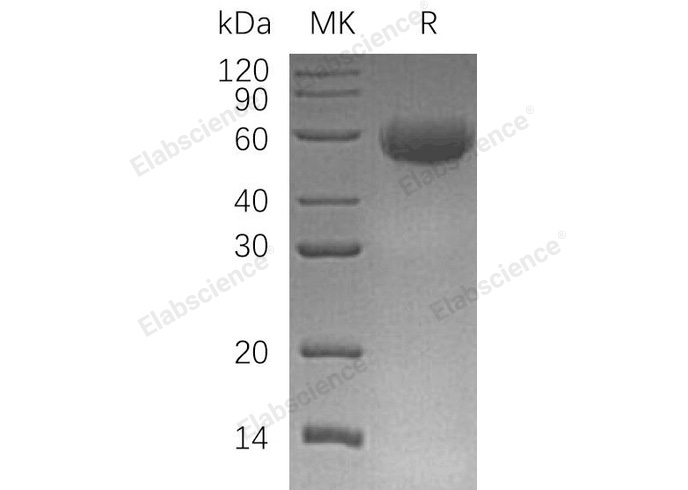 Валидация Elabscience PKSH032220(2735)