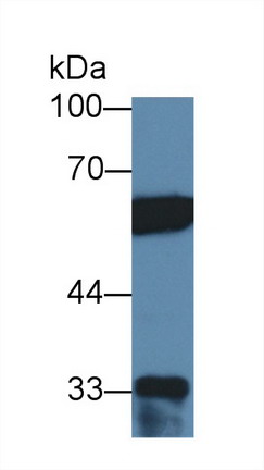 8775