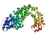 Catenin Beta 1 (CTNNb1)